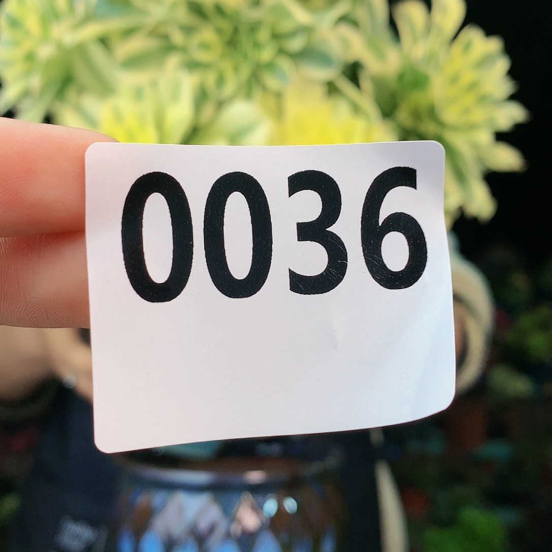 sssssssssssssssssss36
