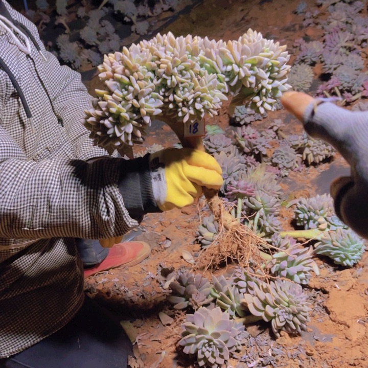 18一无一拍多肉多肉