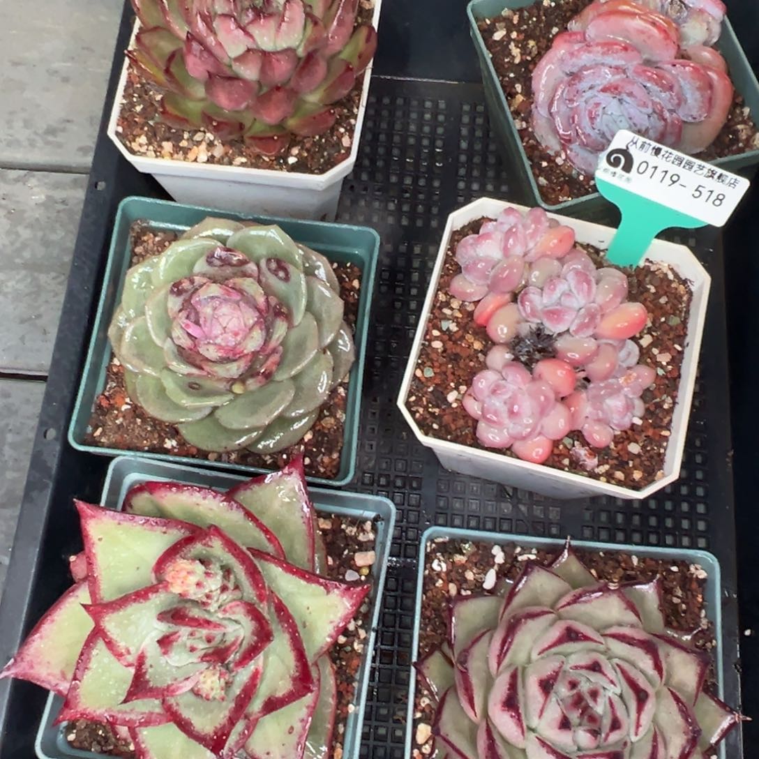 多肉精选编号0119.518