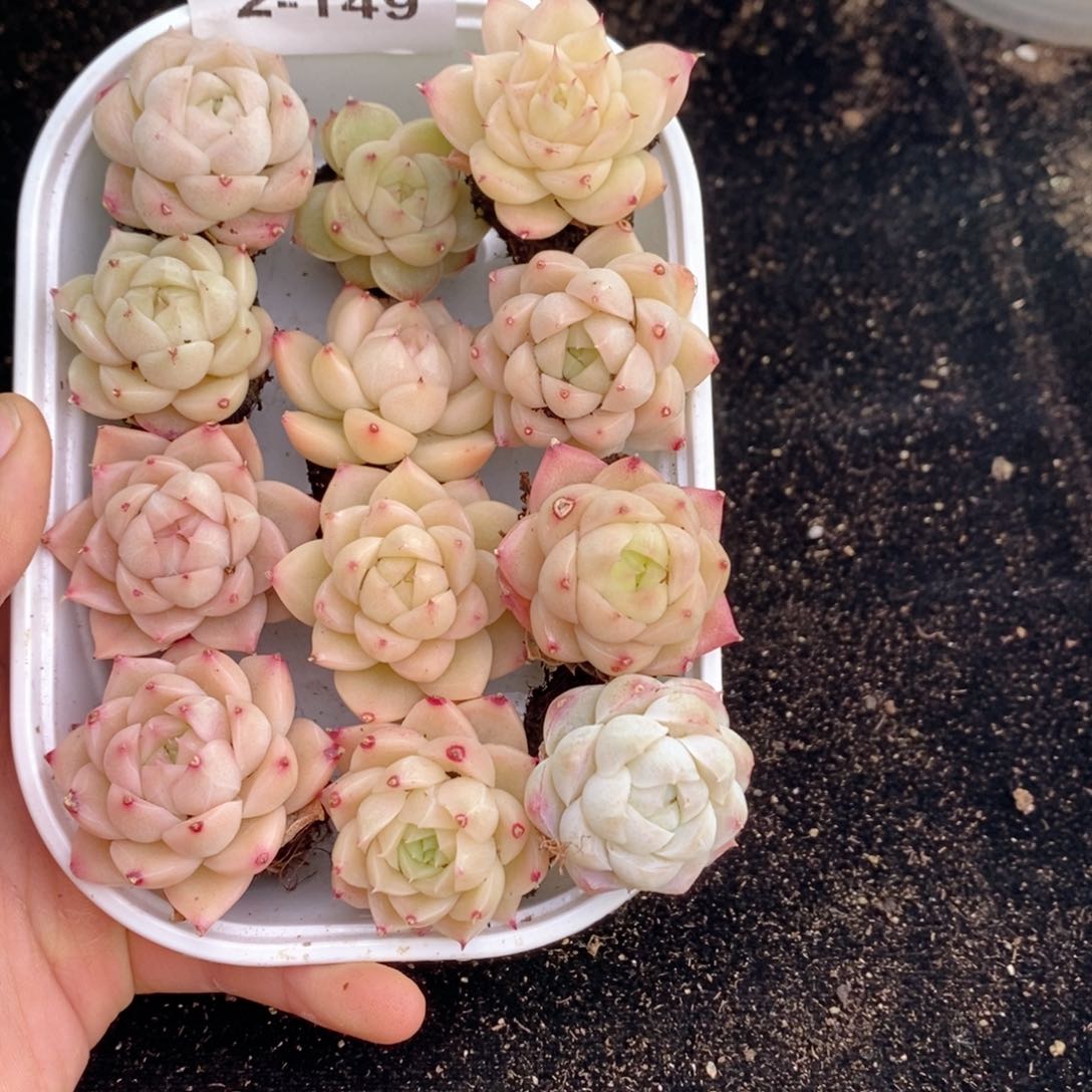 2-149 新疆西藏内蒙不发其他一单包邮两到三公分多肉