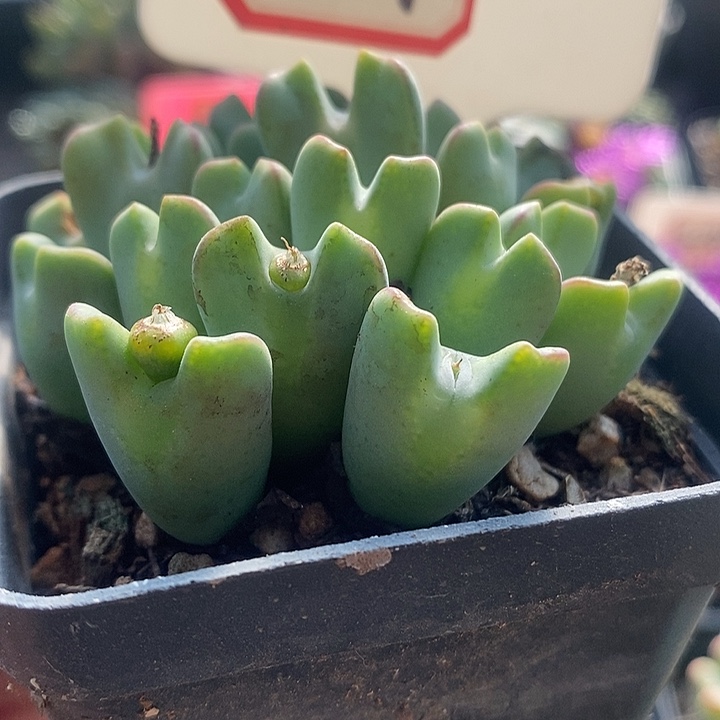 这样你可以不用我说3009