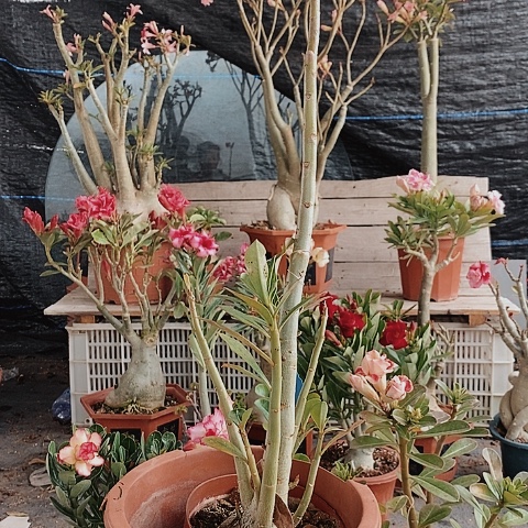 【闪购商品】X****6绿植