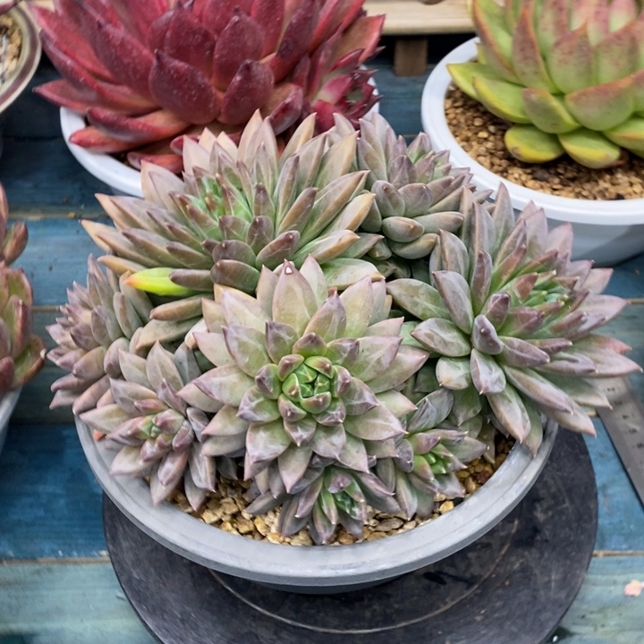 美人系列大群，1213466464