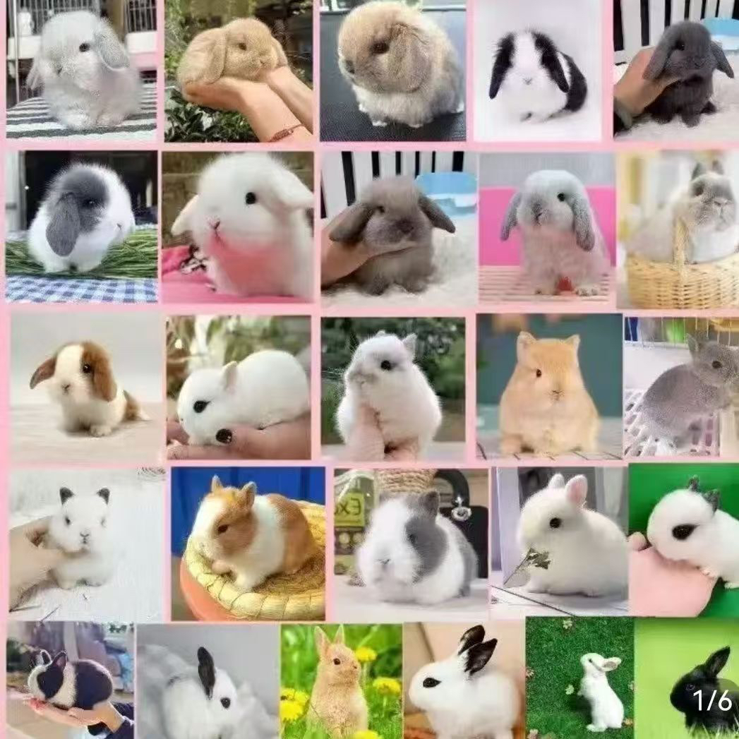 精品宠物兔兔专属链接