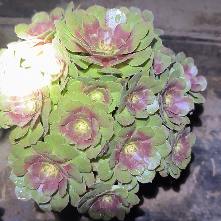 精品红心万圣节捧花亏本福利