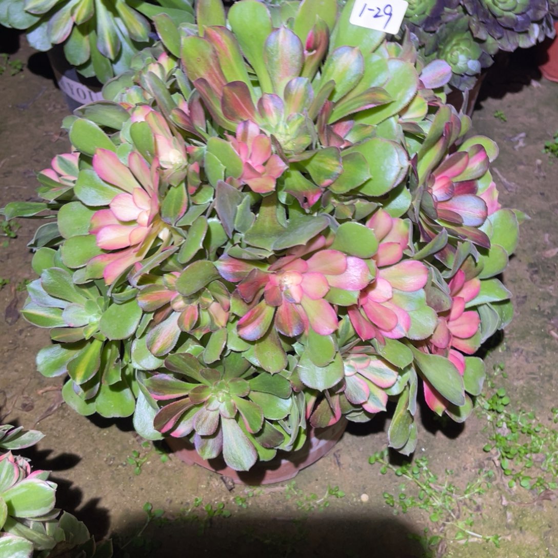 健***烂1-1-29流星雨法师锦