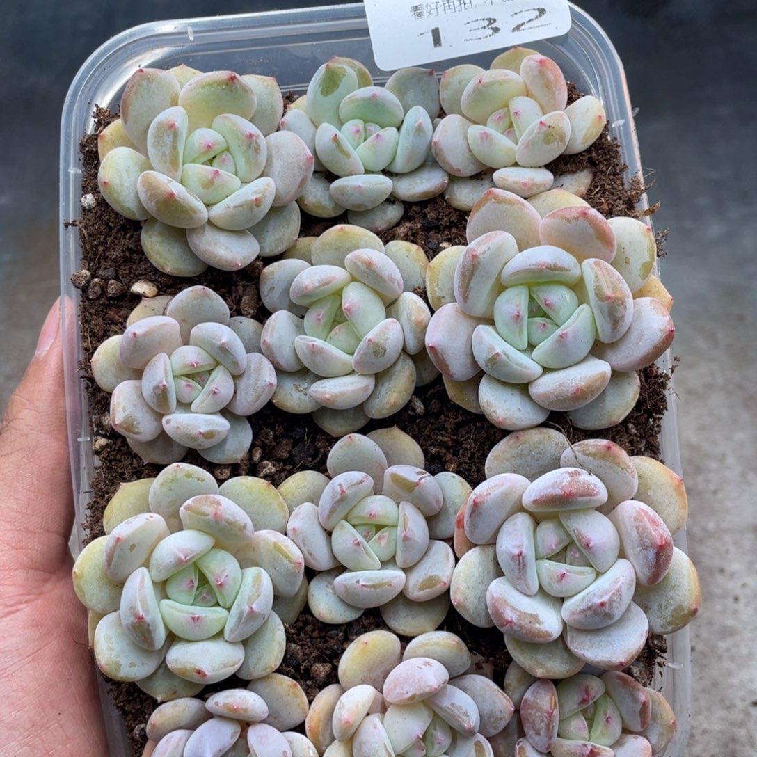 糕大上多肉植物132