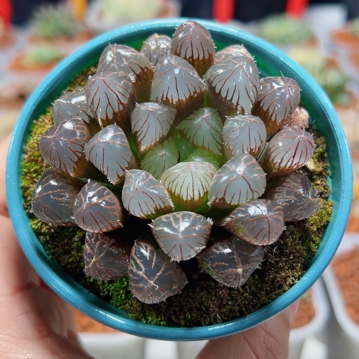 十二卷多肉天线宝宝