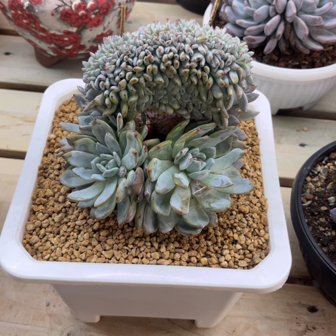 悟***民多少植物多肉植物