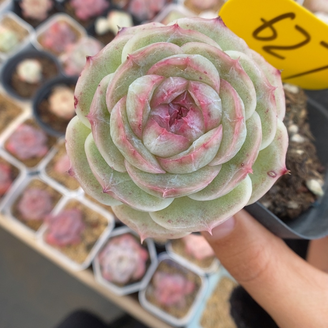 白芷珍妮627号。    