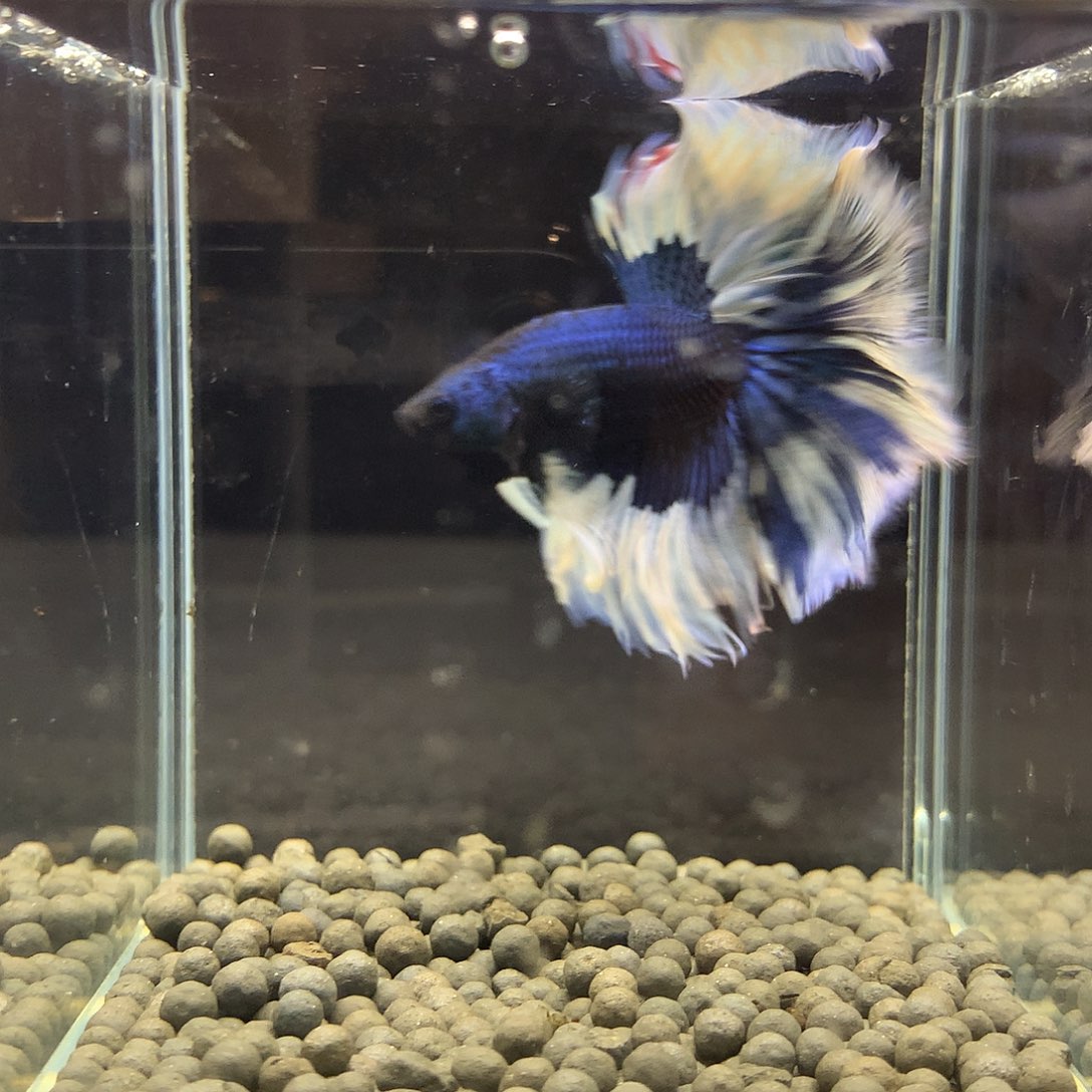 海水鱼七弟泰国斗鱼64