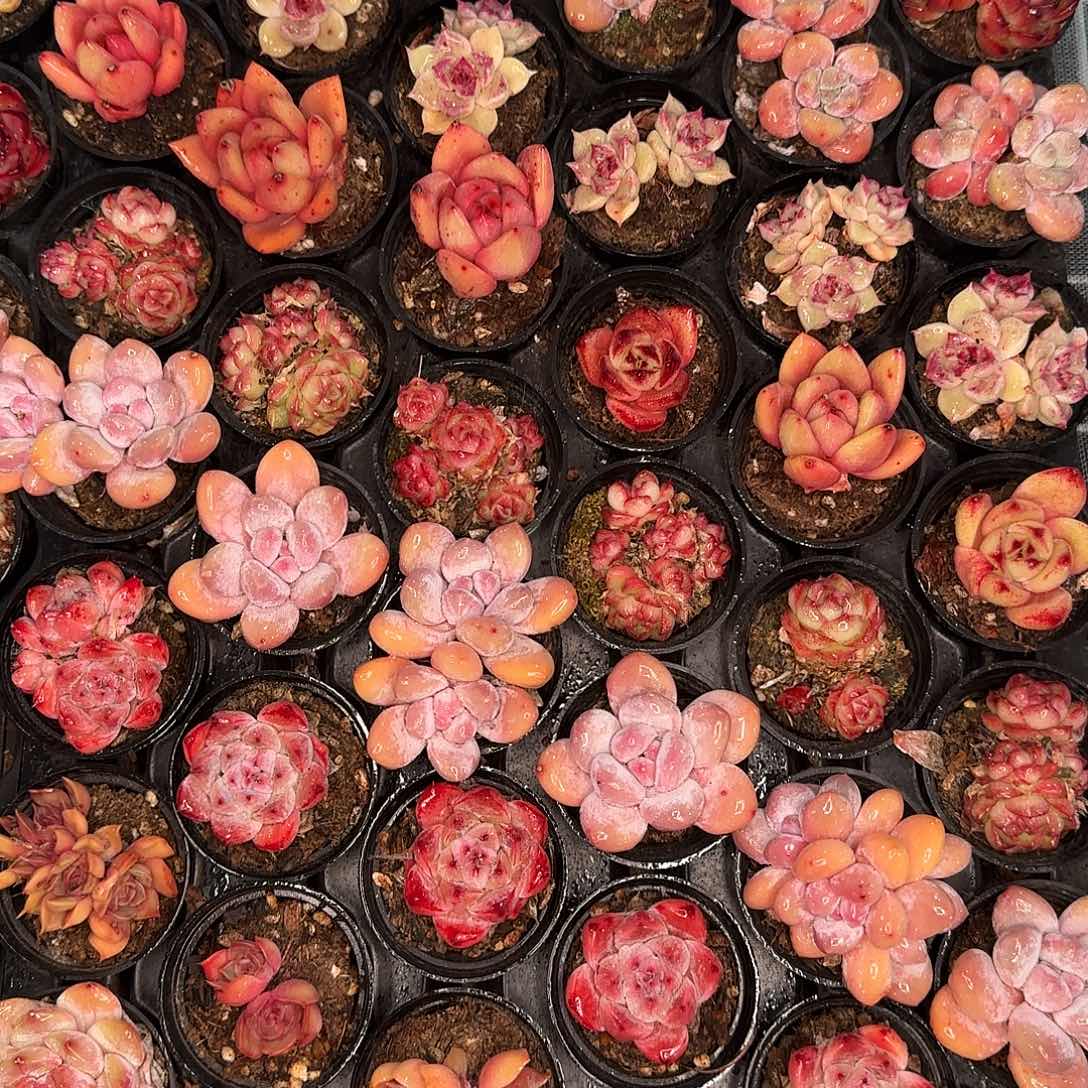 从前慢花园精选小萌物套餐九颗