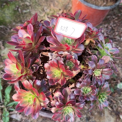 多肉植物安娜528号
