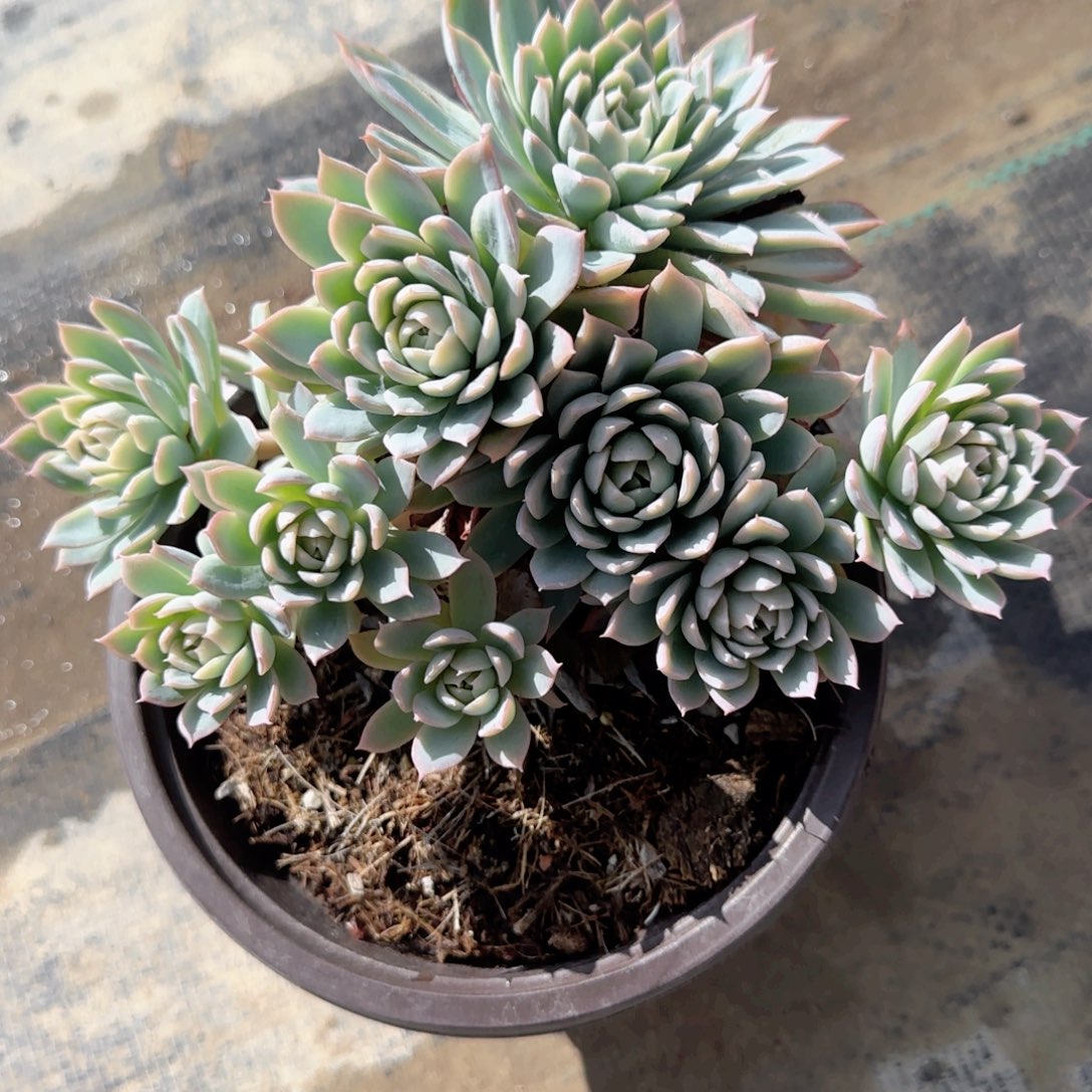 无花朵150紫罗兰群生