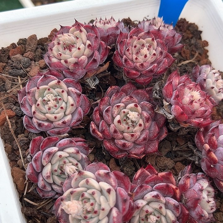 16.27沙罗鸡带盆一个