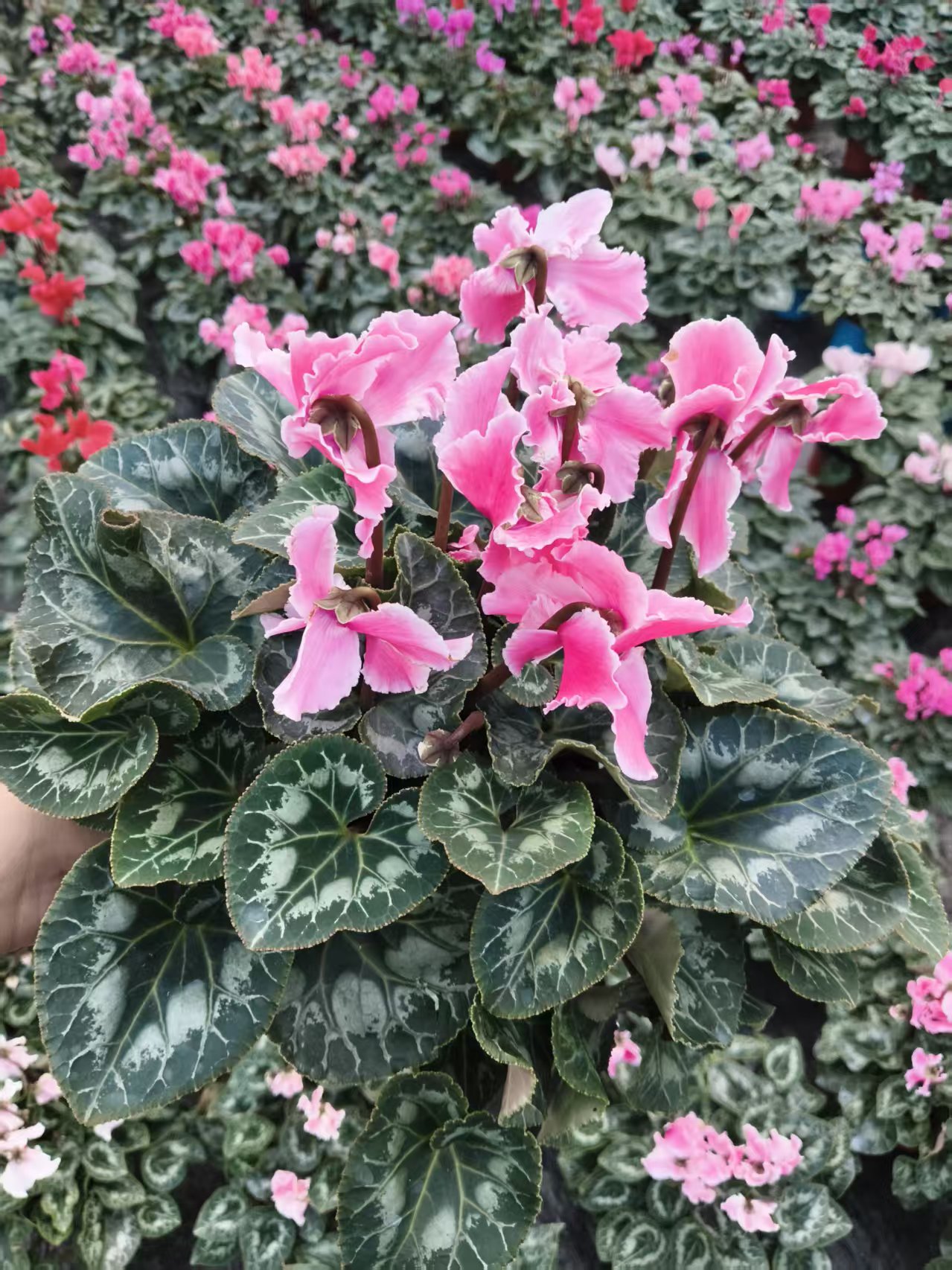 仙客来盆栽带花苞室内花卉四季开花大花重瓣好养观花植物
