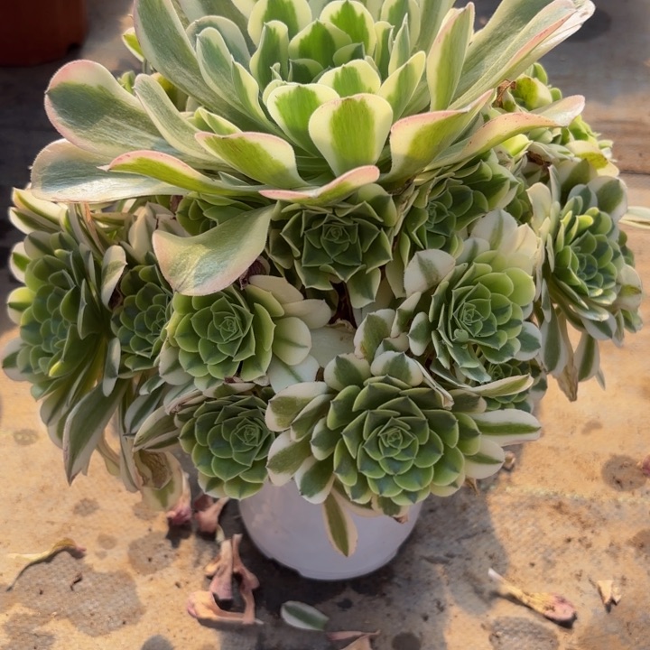 瑞妈多肉植物616