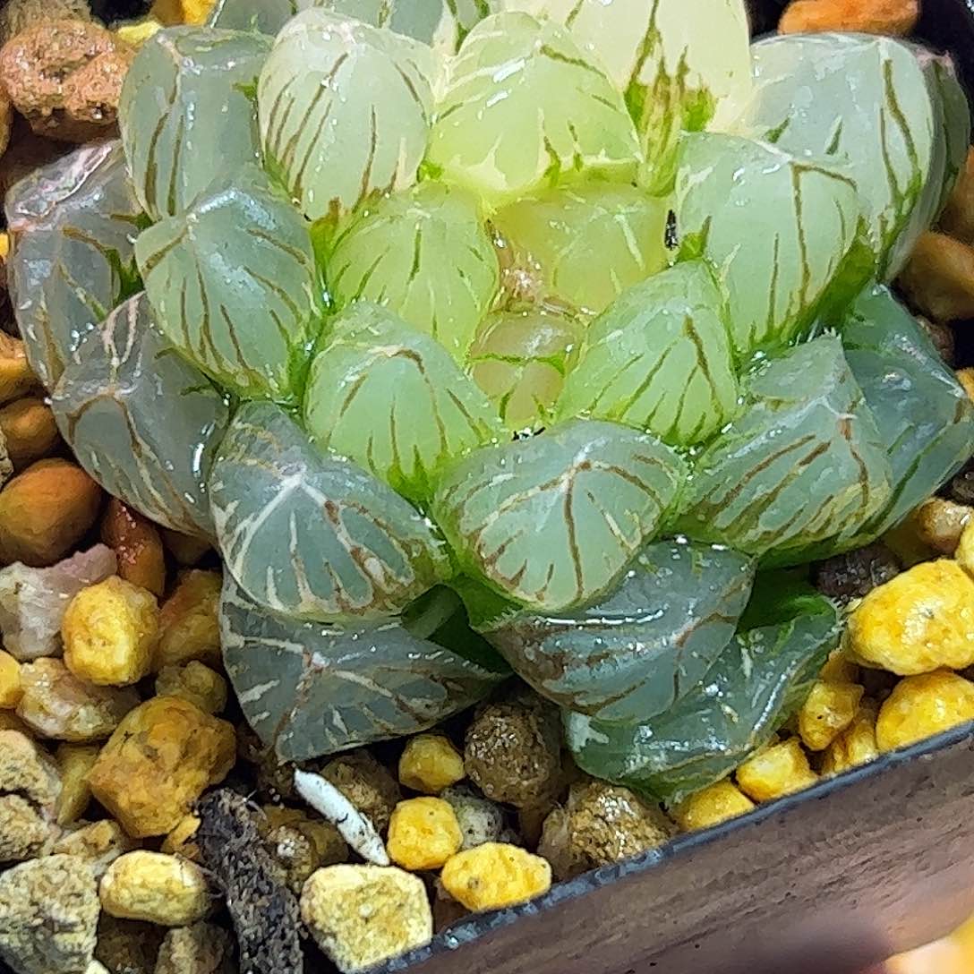 龙爪锦十二卷多肉植物