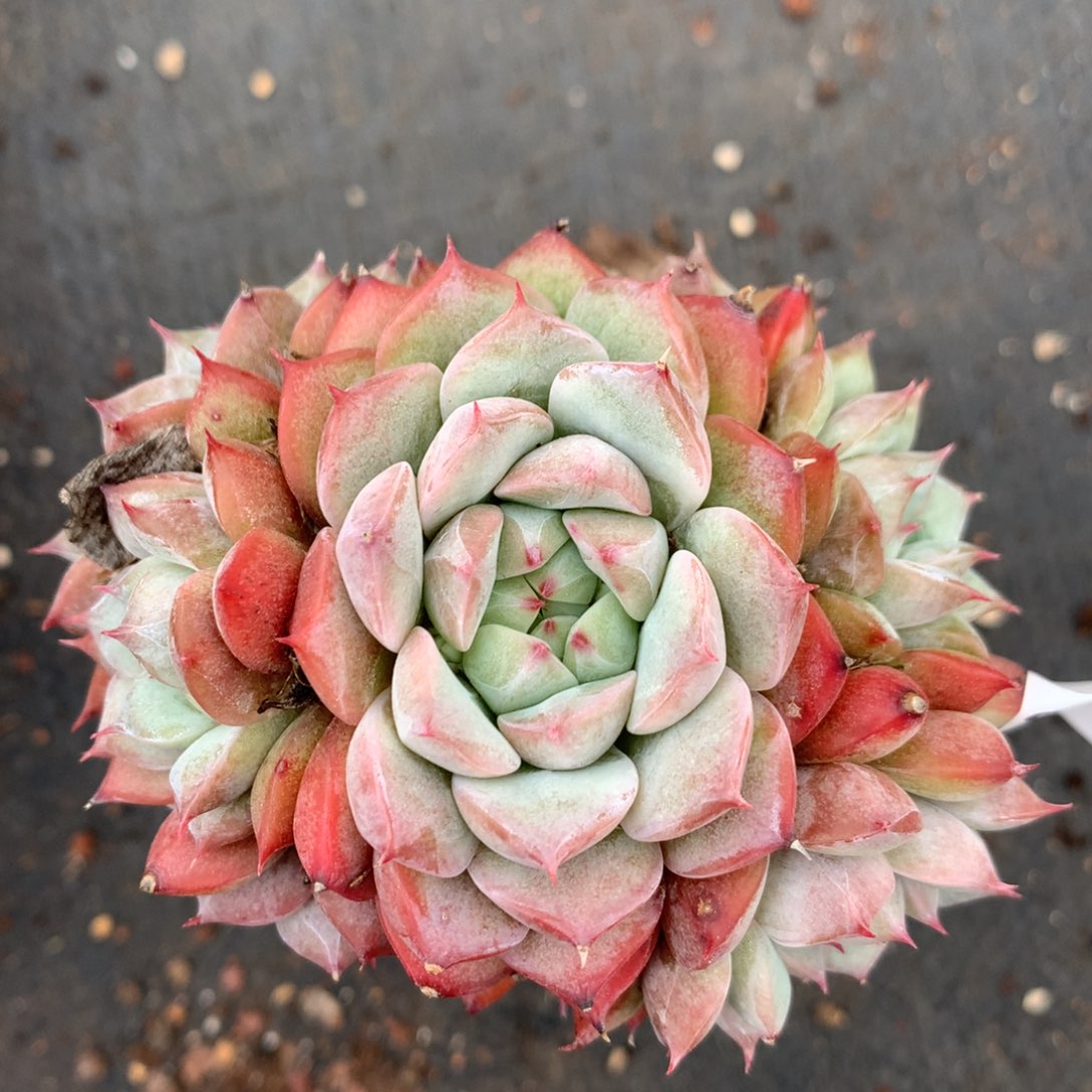 2110杂交精品基地9厘米