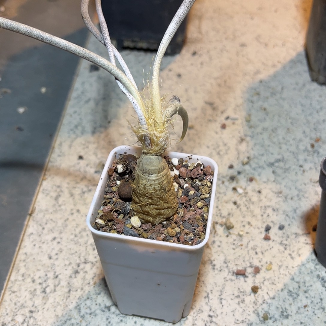 实生美杜莎一物一拍