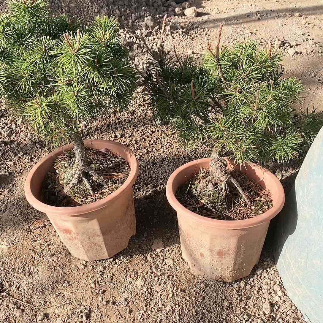 【闪购商品】无花朵