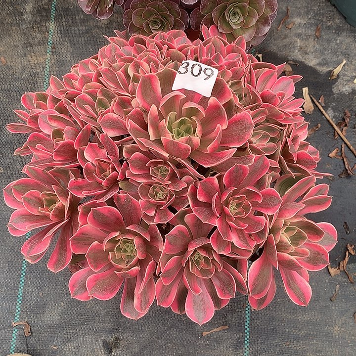 幸***星红粉佳人多肉植物309