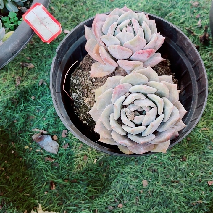 ლ***遇精品多肉盆栽一物一拍孤品73号