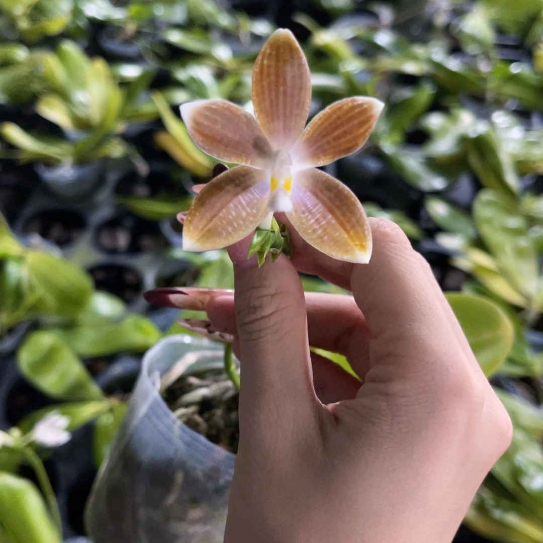无花朵蝴蝶兰原生盾花