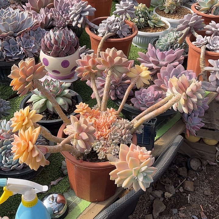 完全开放淡雪锦群生