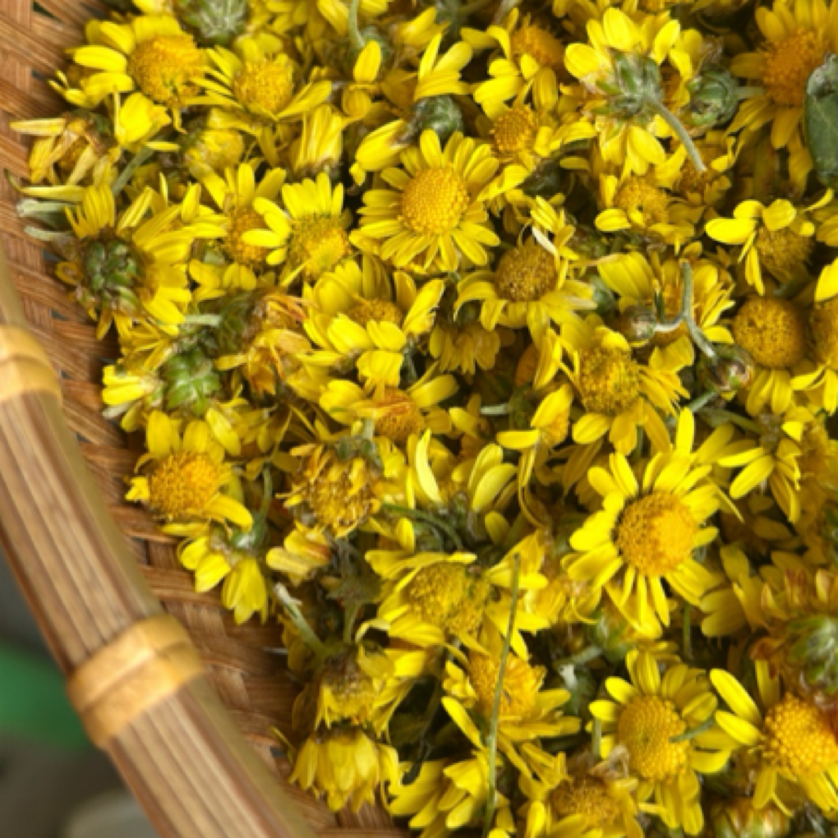 野菊花 清香养生花草茶
