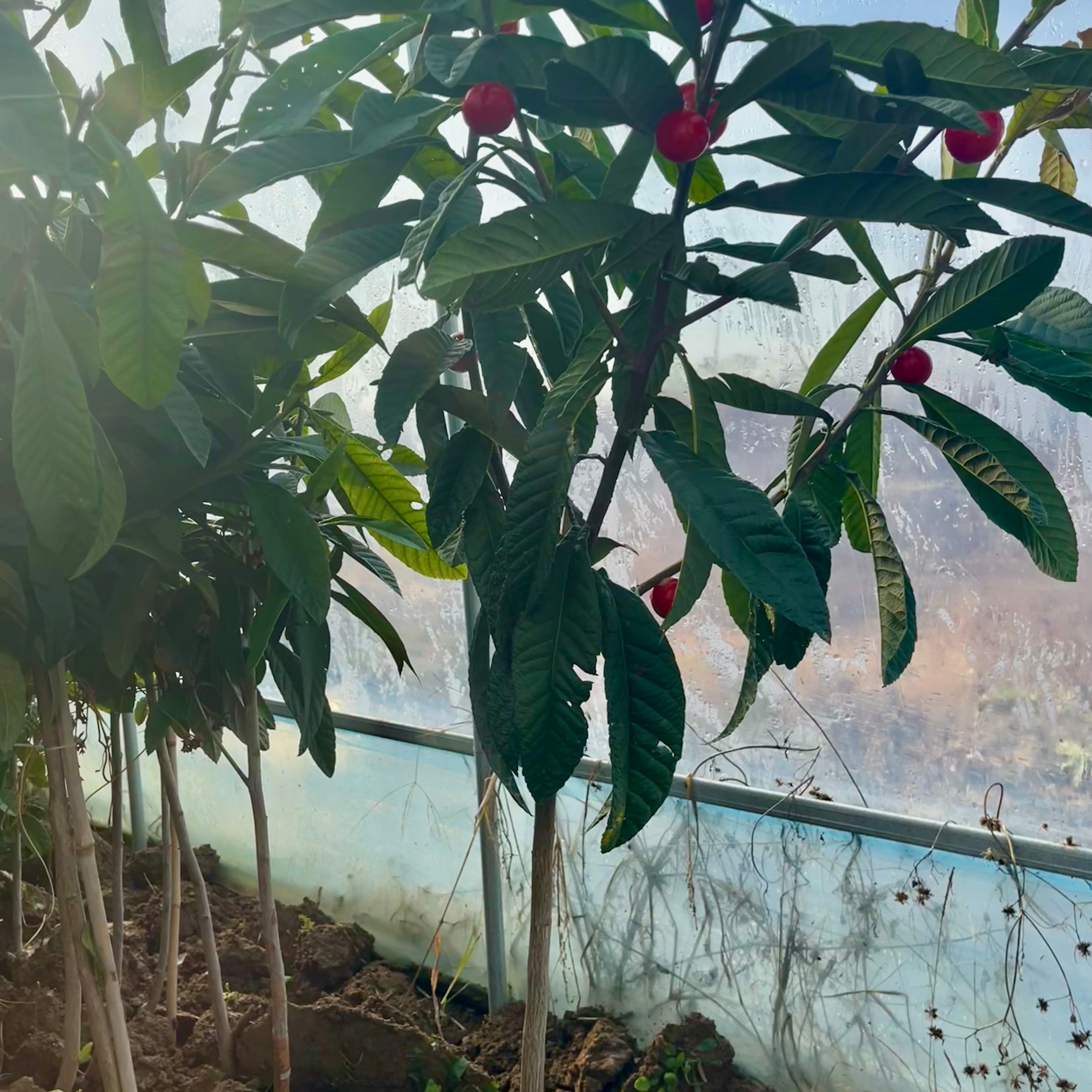 【枇杷树苗】红肉无籽无核砂糖枇杷苗新品南方北方抗旱耐寒果树苗