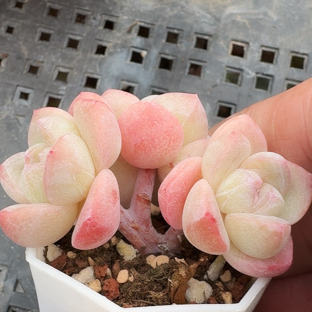 小冰玉群生朵朵3头