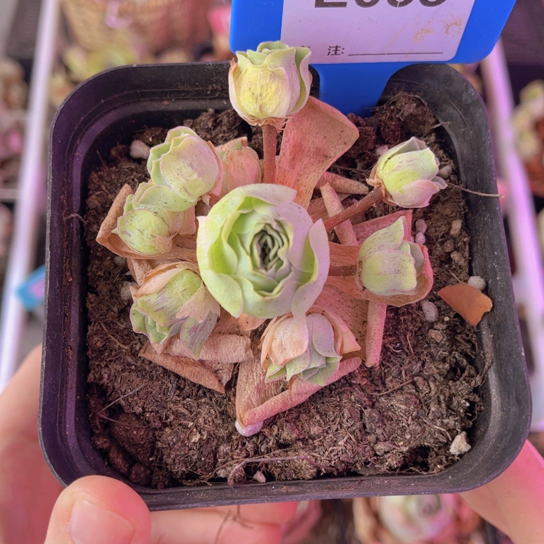 单品一物一拍035号