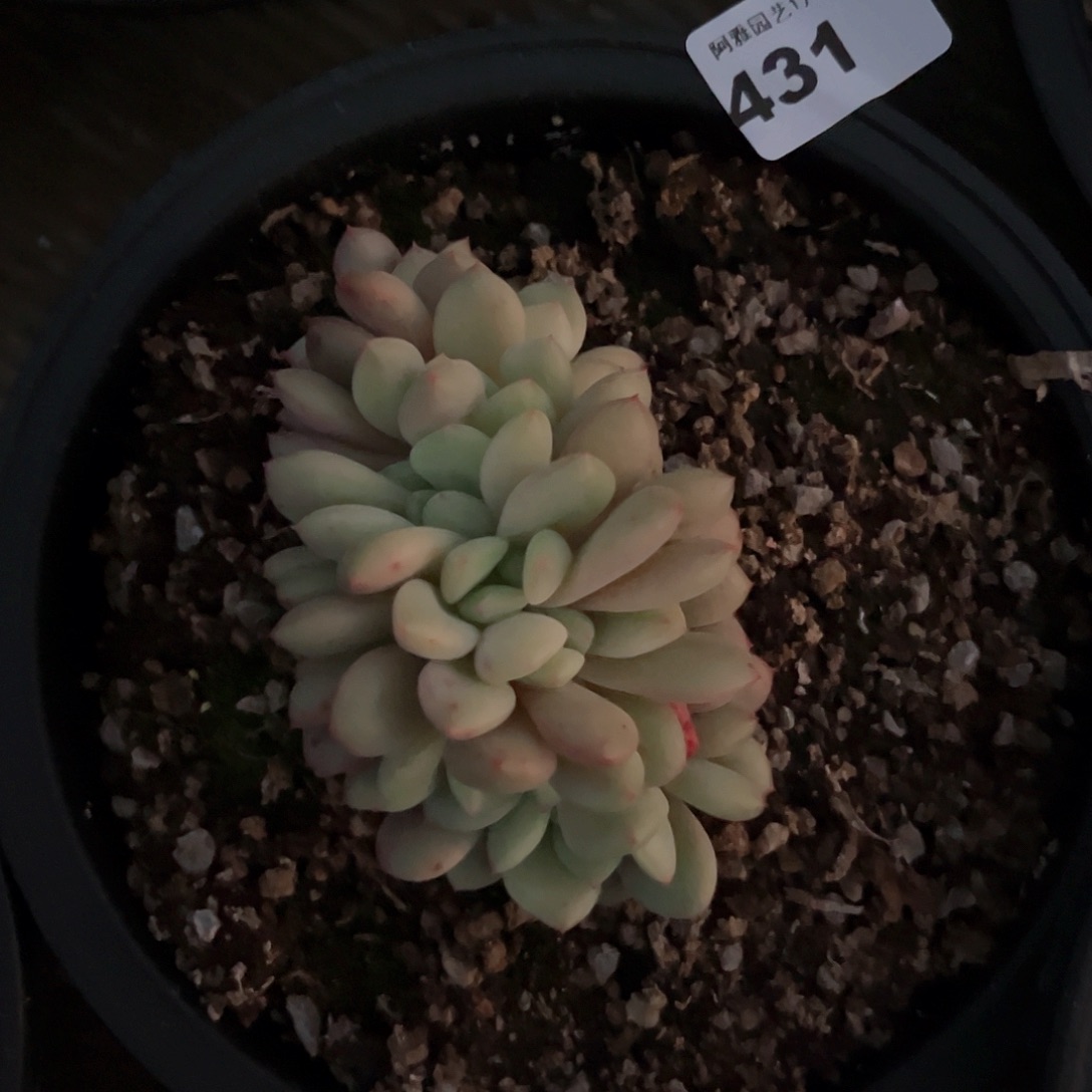 阿雅园艺。           431