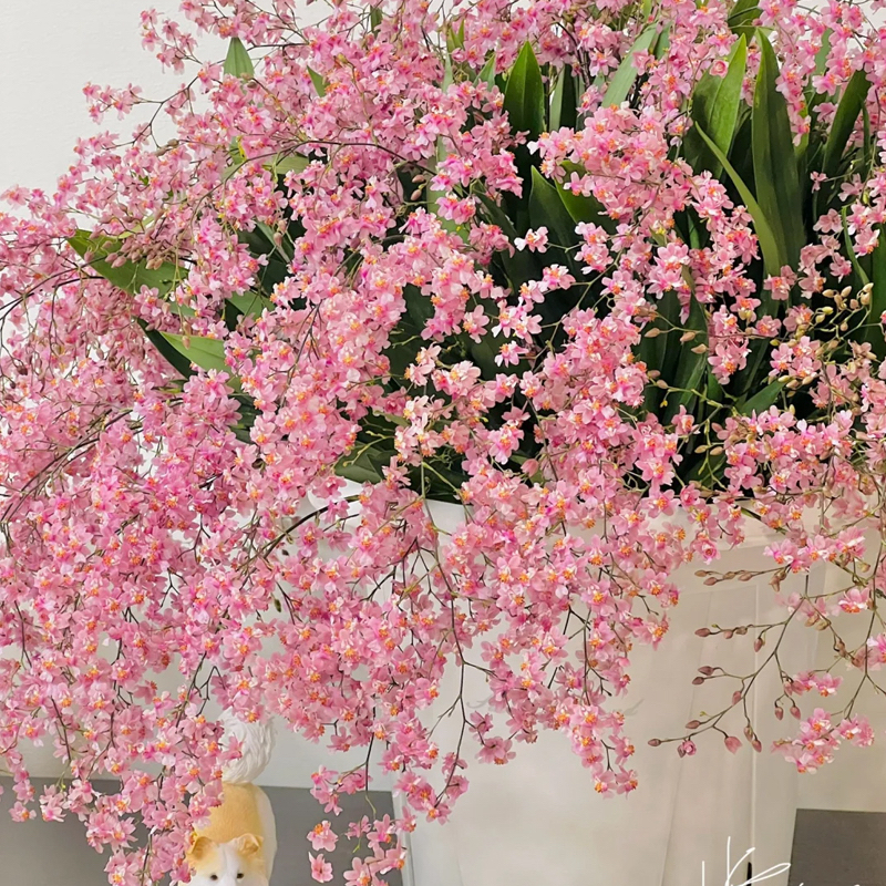 樱花之恋【带花苞]特A级香水梦香文心兰高端绿植花卉送礼专属