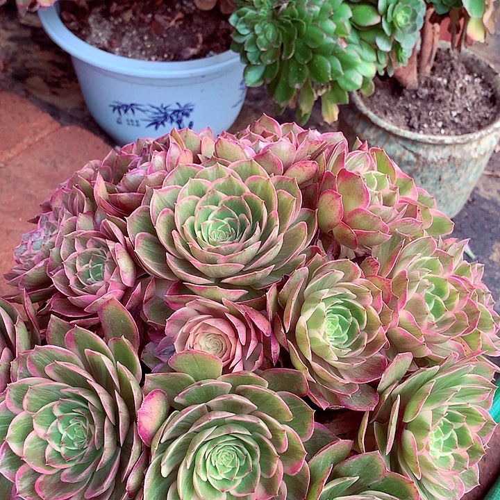 莲花座，多肉植物