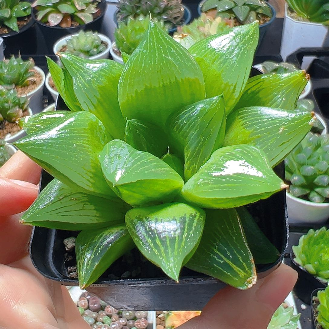 帝王寿多肉多肉多肉多肉