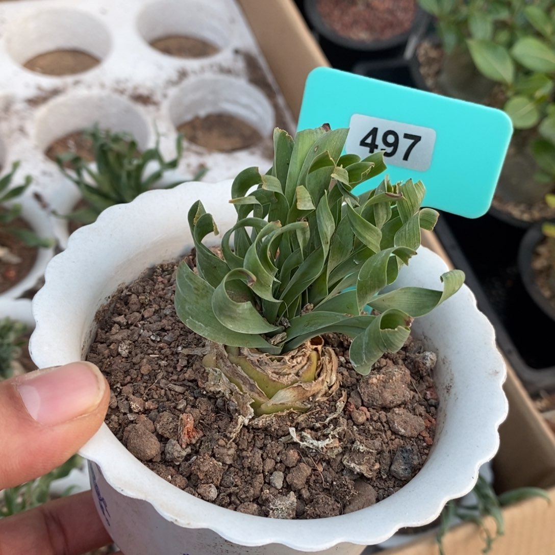 款叶弹簧草多肉植物