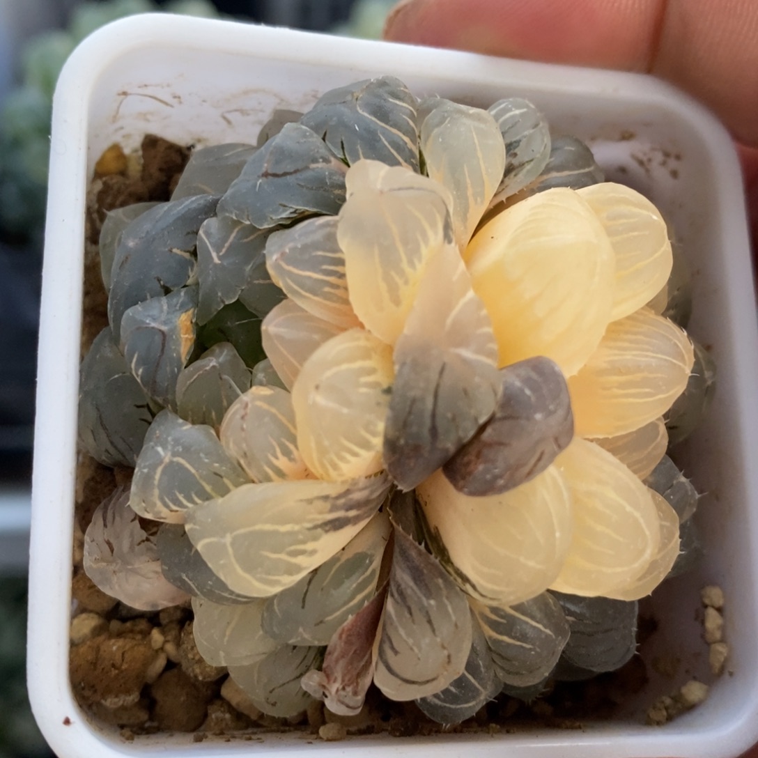 一颗湖水玉露锦 开播福利