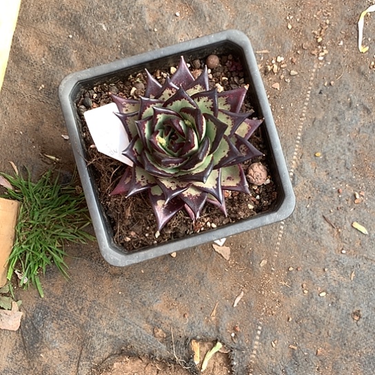 每日特价活动开始啦