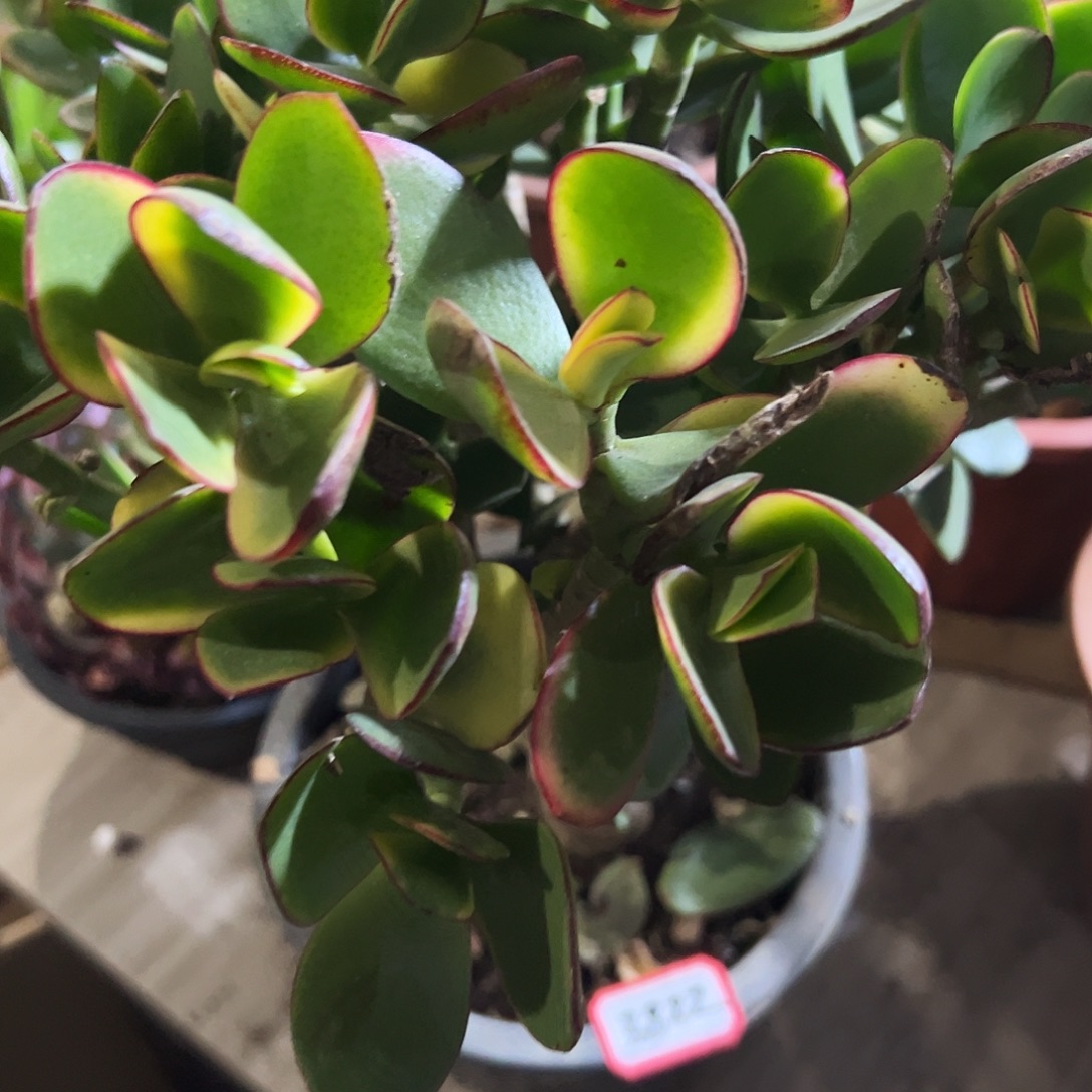 喜***心稀有新花月锦带土球发货3822