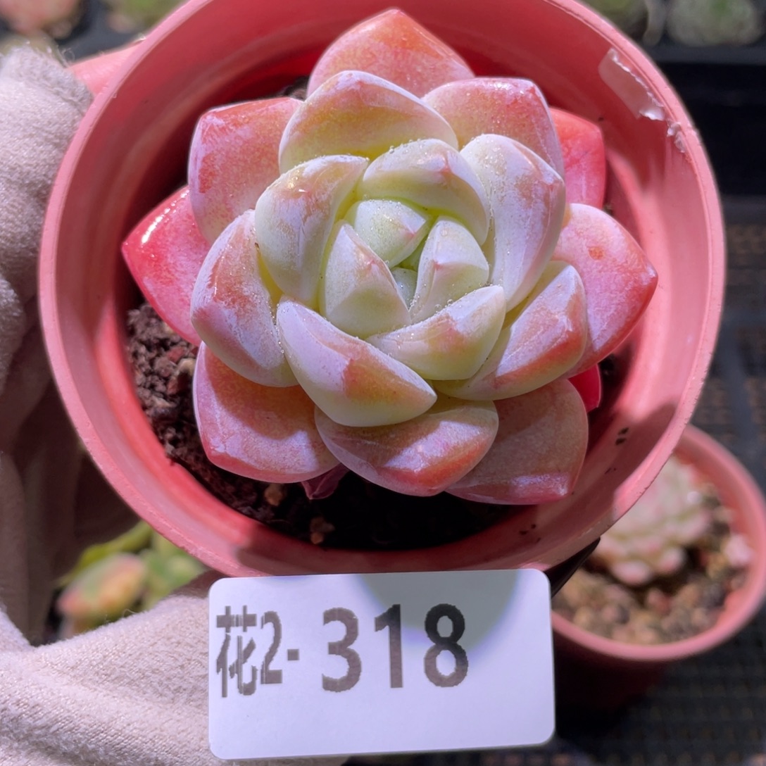 花利美2-318冰玉单头