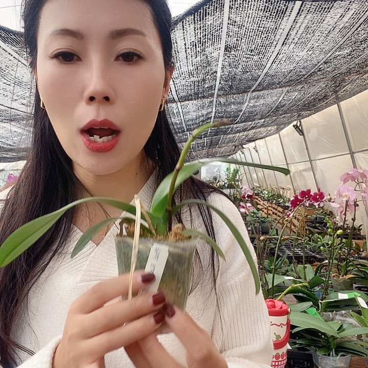 无花朵万花筒蝴蝶兰