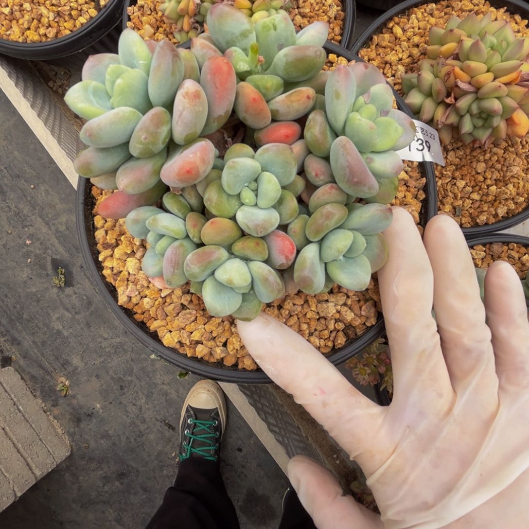 t t t t t t t t t 39