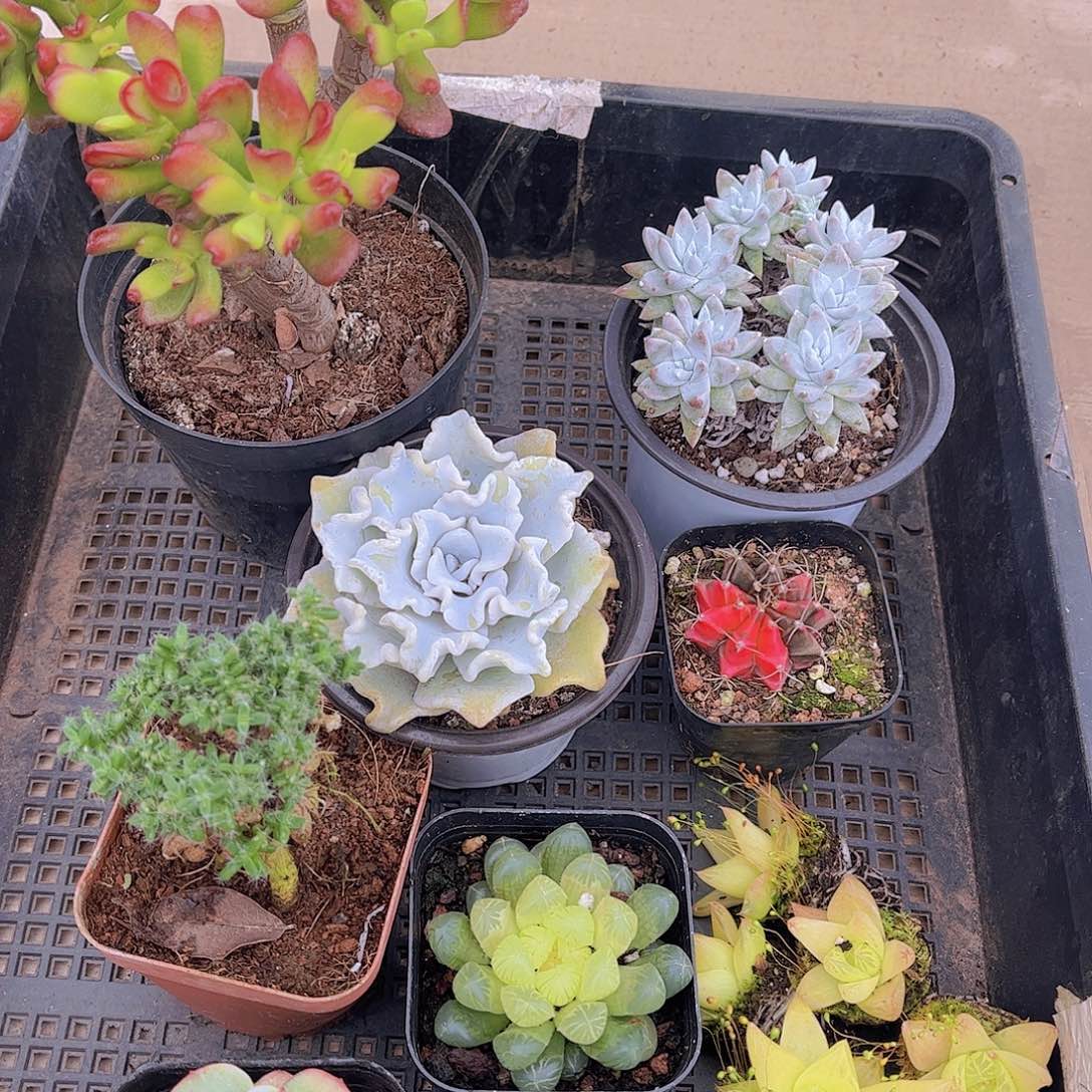 多肉045多肉植物