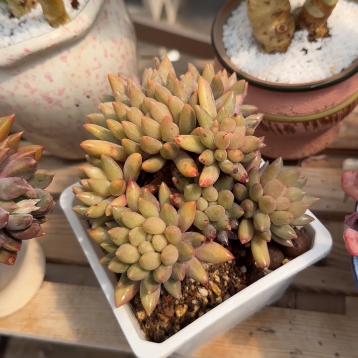 玻璃球多肉植物shi zui chi