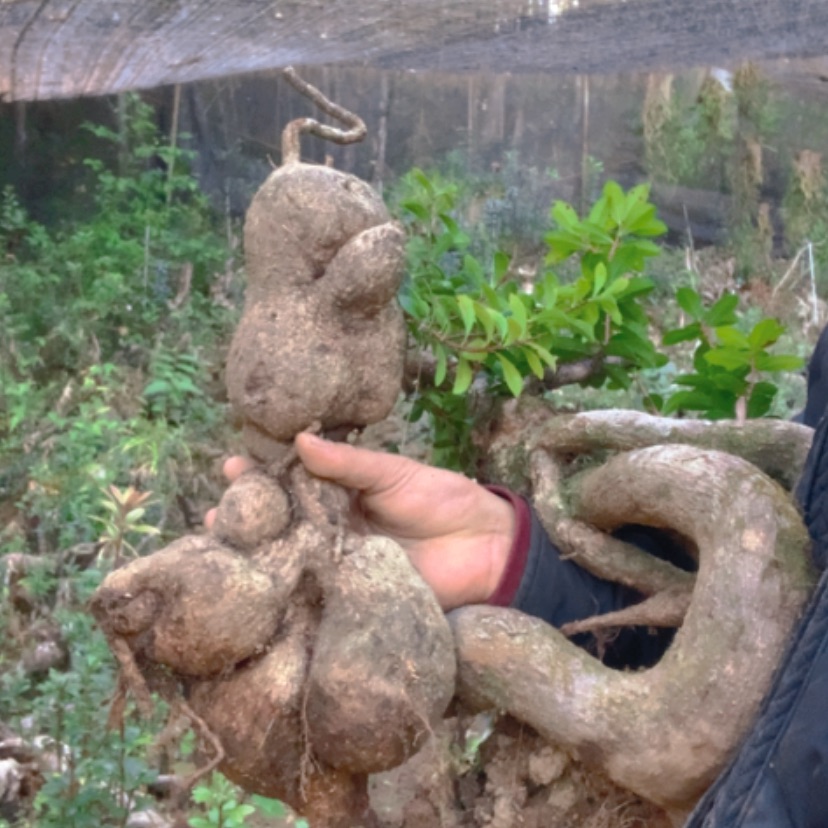 【闪购商品】完全开放