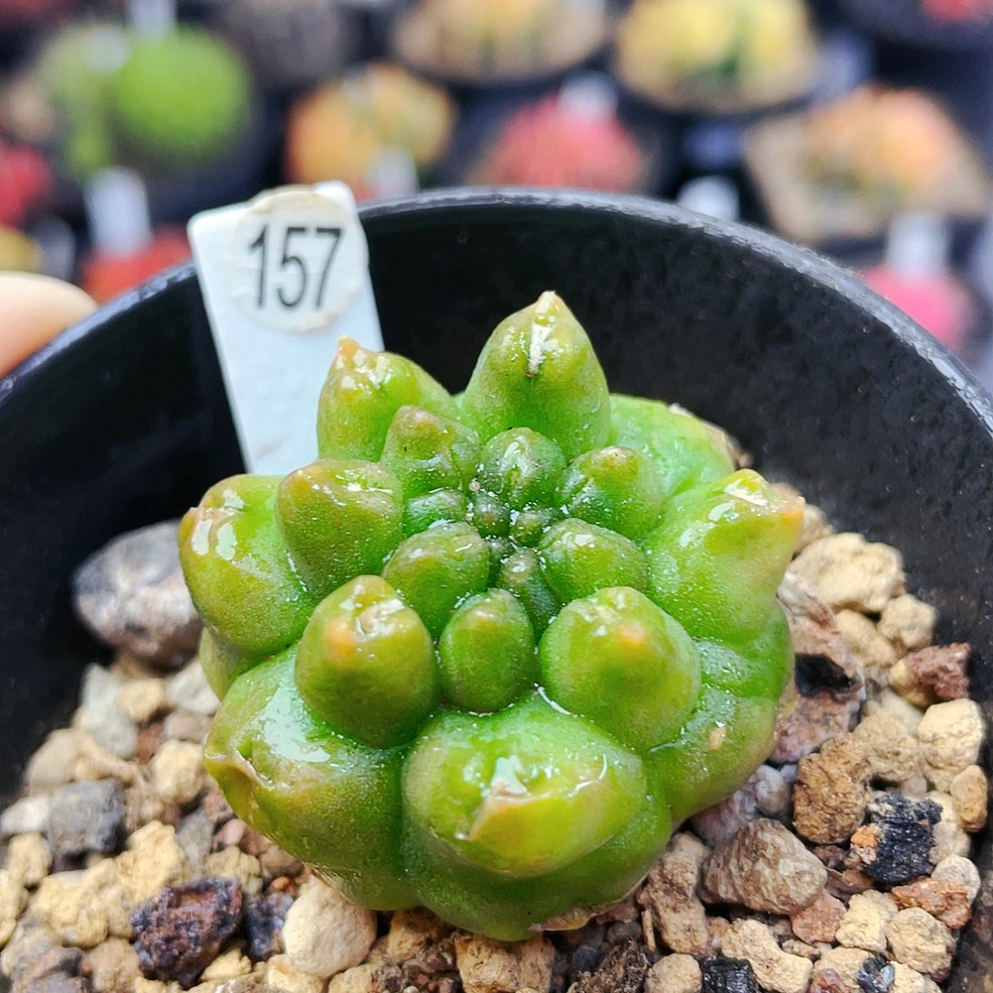 丸叶非偏远地区满25裸根发货仙人球