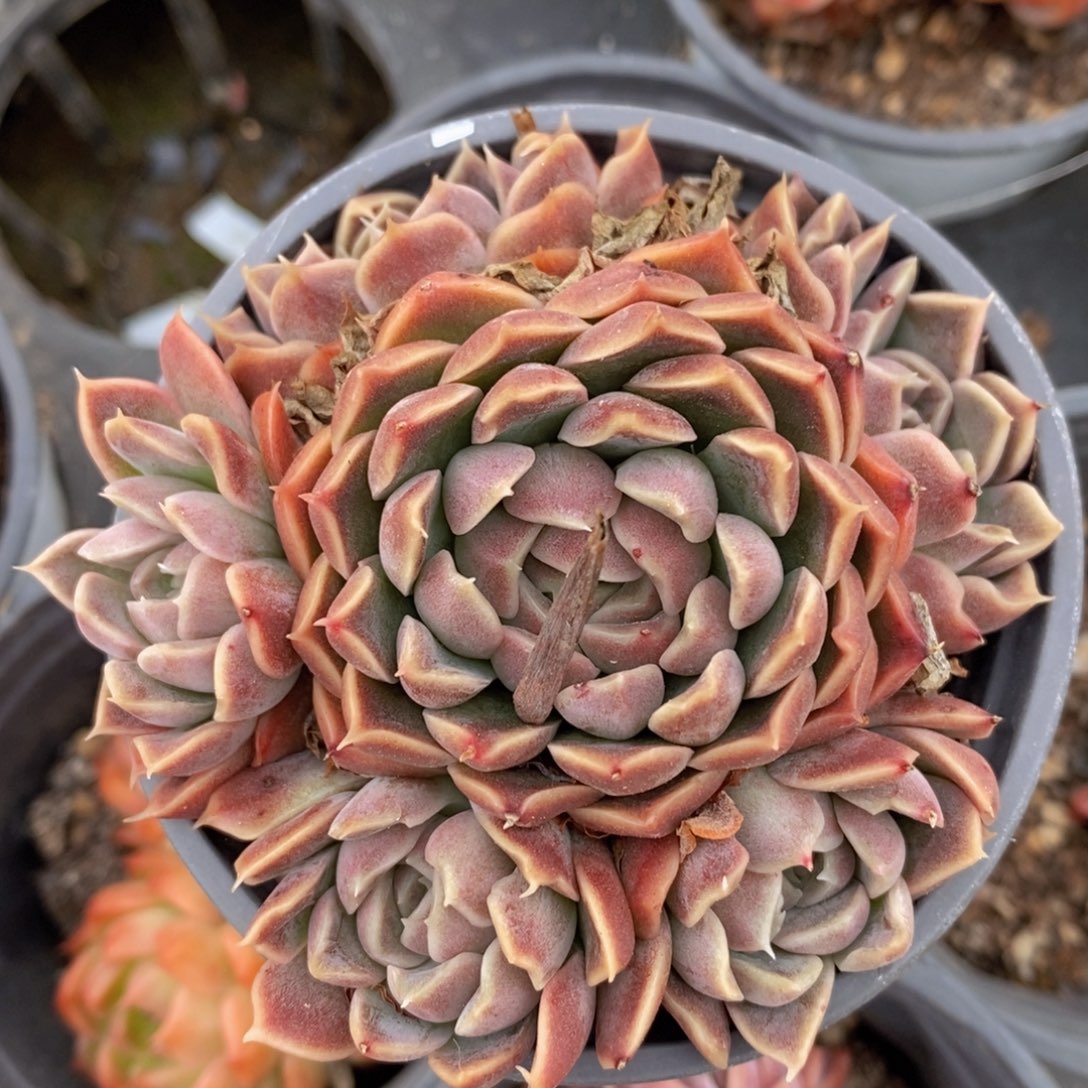 可问主播品种，下滑链接更多品种多肉选择