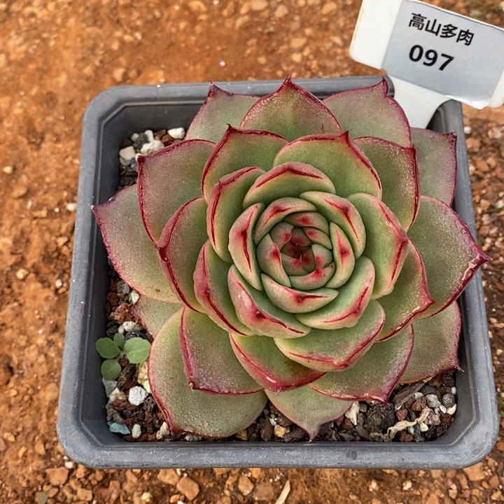 D097- 直播福利 东云